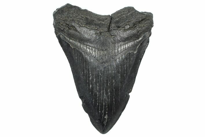 Fossil Megalodon Tooth - South Carolina #362507